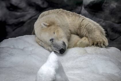 Orso polare in Brasile 4