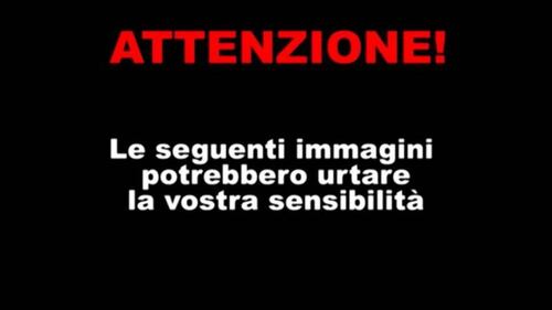 Il traffico di bovini 1